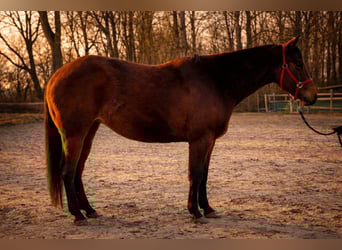 American Quarter Horse, Mare, 3 years, 13,2 hh, Brown