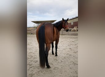 American Quarter Horse, Mare, 3 years, 13,2 hh, Brown