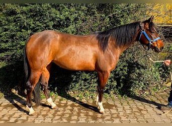 American Quarter Horse, Mare, 4 years, 14,1 hh, Brown