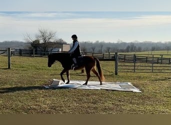 American Quarter Horse, Mare, 8 years, 13,1 hh, Bay