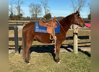 American Quarter Horse, Mare, 8 years, 13,1 hh, Bay