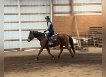 American Quarter Horse, Mare, 8 years, 13,1 hh, Bay