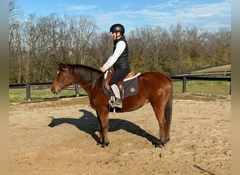American Quarter Horse, Mare, 8 years, 13,1 hh, Bay