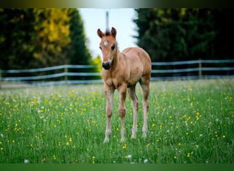 American Quarter Horse, Stallion, 1 year, 14,2 hh, Buckskin