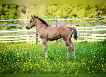 American Quarter Horse, Stallion, 1 year, 14,2 hh, Buckskin