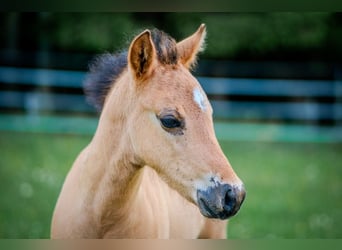 American Quarter Horse, Stallion, 1 year, 14,2 hh, Buckskin