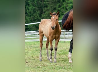 American Quarter Horse, Stallion, 1 year, 14,2 hh, Buckskin