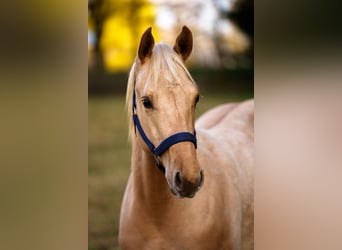 American Quarter Horse, Stallion, 2 years, 14,3 hh, Dunalino