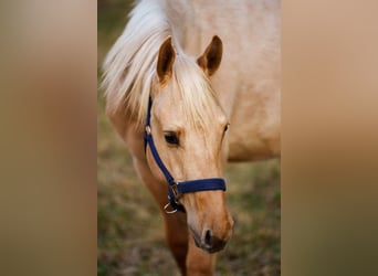 American Quarter Horse, Stallion, 2 years, 14,3 hh, Dunalino