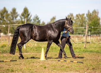 American Quarter Horse, Stallion, 23 years, 14,2 hh, Black