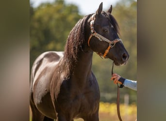 American Quarter Horse, Stallion, 23 years, 14,2 hh, Black