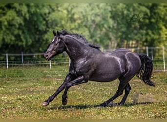 American Quarter Horse, Stallion, 23 years, 14,2 hh, Black