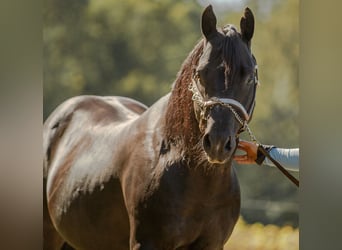 American Quarter Horse, Stallion, 23 years, 14,2 hh, Black