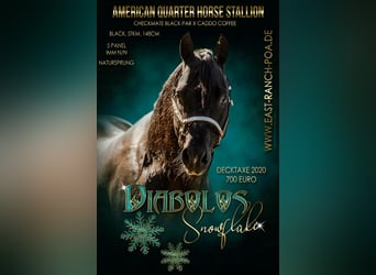 American Quarter Horse, Stallion, 23 years, 14,2 hh, Black
