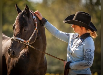 American Quarter Horse, Stallion, 23 years, 14,2 hh, Black
