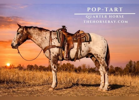 Appaloosa Mix, Gelding, 7 years, 15,1 hh, White