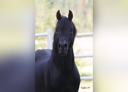 Arabian horses, Stallion, 14 years, 14,3 hh, Black