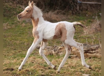 Arabian Partbred, Mare, Foal (02/2026), 15 hh, Palomino
