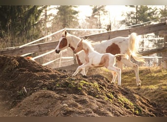 Arabian Partbred, Mare, Foal (02/2026), 15 hh, Palomino