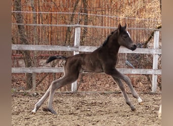 Arabian Partbred, Mare, Foal (03/2026), 15,1 hh, Black