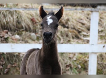 Arabian Partbred, Mare, Foal (03/2026), 15,1 hh, Black