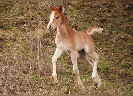 Arabian Partbred, Mare, Foal (02/2026), 15,1 hh, Chestnut-Red