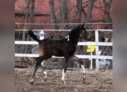 Arabian Partbred, Mare, Foal (01/2026), 15,1 hh, Pinto