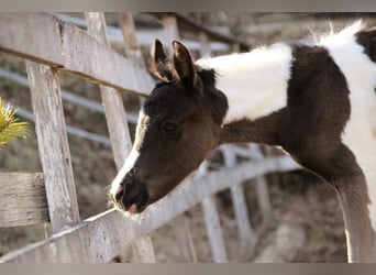 Arabian Partbred, Mare, Foal (03/2026), 15,1 hh, Tobiano-all-colors