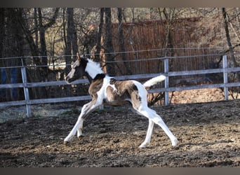 Arabian Partbred, Mare, Foal (03/2026), 15,1 hh, Tobiano-all-colors