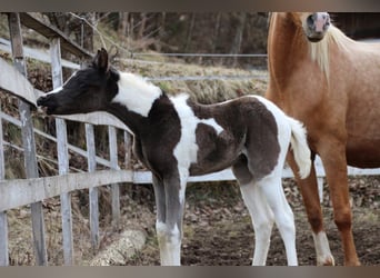 Arabian Partbred, Mare, Foal (03/2026), 15,1 hh, Tobiano-all-colors