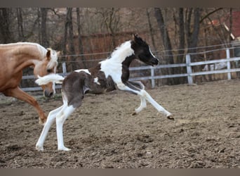 Arabian Partbred, Mare, Foal (03/2026), 15,1 hh, Tobiano-all-colors
