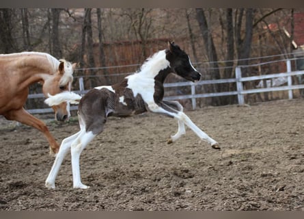 Arabian Partbred, Mare, Foal (03/2026), 15,1 hh, Tobiano-all-colors