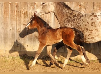 Arabian Partbred, Mare, Foal (02/2026), 15,2 hh, Brown