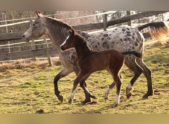 Arabian Partbred, Mare, Foal (02/2026), 15,2 hh, Brown