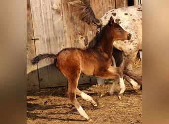 Arabian Partbred, Mare, Foal (02/2026), 15,2 hh, Brown