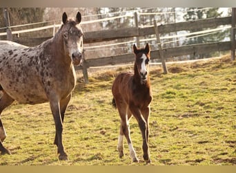 Arabian Partbred, Mare, Foal (02/2026), 15,2 hh, Brown