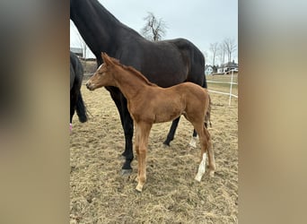Austrian Warmblood, Mare, Foal (03/2026), 16,2 hh, Chestnut-Red