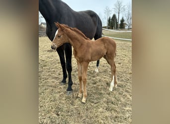 Austrian Warmblood, Mare, Foal (03/2026), 16,2 hh, Chestnut-Red