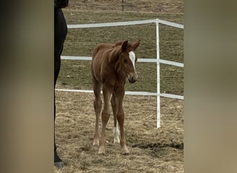 Austrian Warmblood, Mare, Foal (03/2026), 16,2 hh, Chestnut-Red
