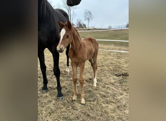 Austrian Warmblood, Mare, Foal (03/2026), 16,2 hh, Chestnut-Red