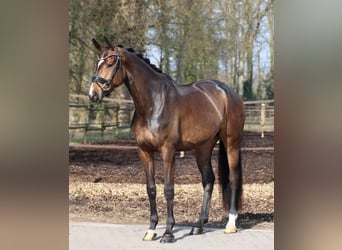 Danish Warmblood, Mare, 4 years, 17 hh, Bay-Dark, in Lienen