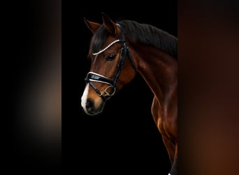 Baden Wuerttemberg, Mare, 4 years, 15,3 hh, Brown