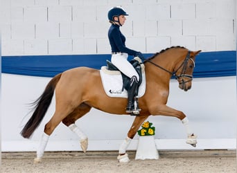 Cover Girl - Lot Nr. 4