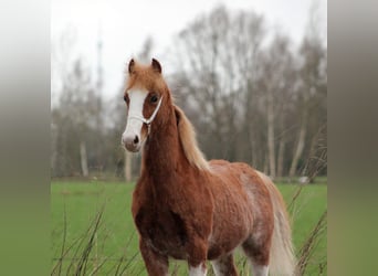 Welsh C (of Cob Type), Stallion, 1 year, 12,2 hh, Chestnut-Red, in Hengelo (Gld)