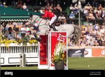 Belgian Sport Horse, Stallion, Foal (03/2026)