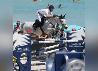 Belgian Sport Horse, Stallion, Foal (03/2026)