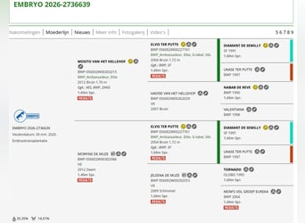 Belgian Sport Horse, Stallion, Foal (03/2026)