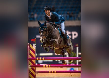 Belgian Warmblood, Gelding, 15 years, 16 hh, Brown