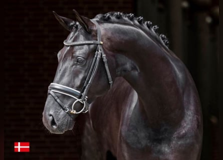 KWPN, Stallion, 11 years, 16,2 hh, Black