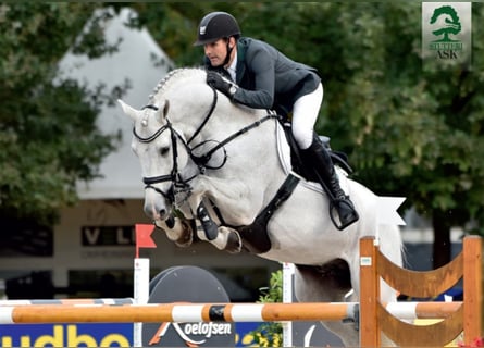 Danish Warmblood, Stallion, 20 years, 16,2 hh, Grey